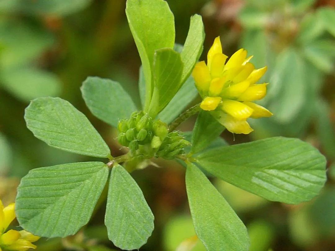 100种迷人的“数字花”,从零到一百万,真是太神奇了