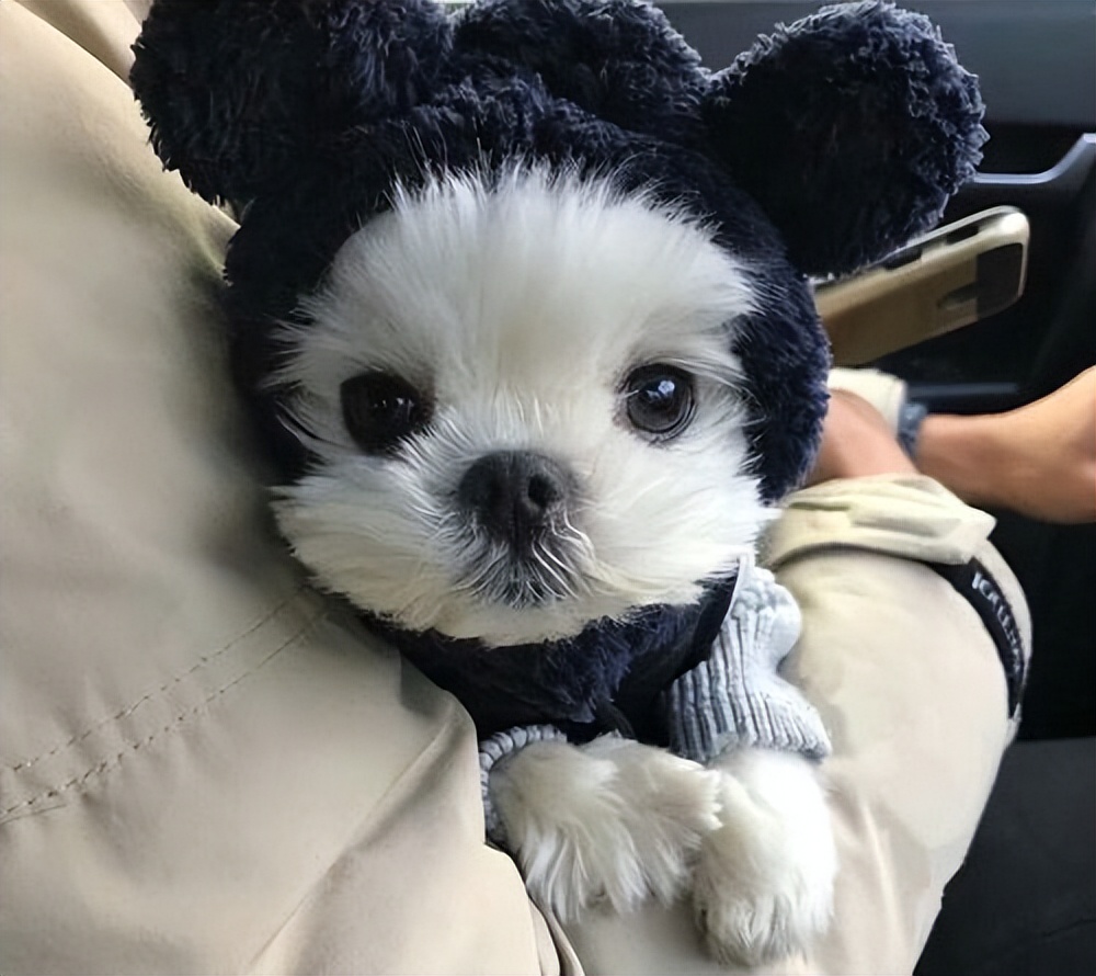 新手养狗养什么狗,新手养狗什么狗最忠诚