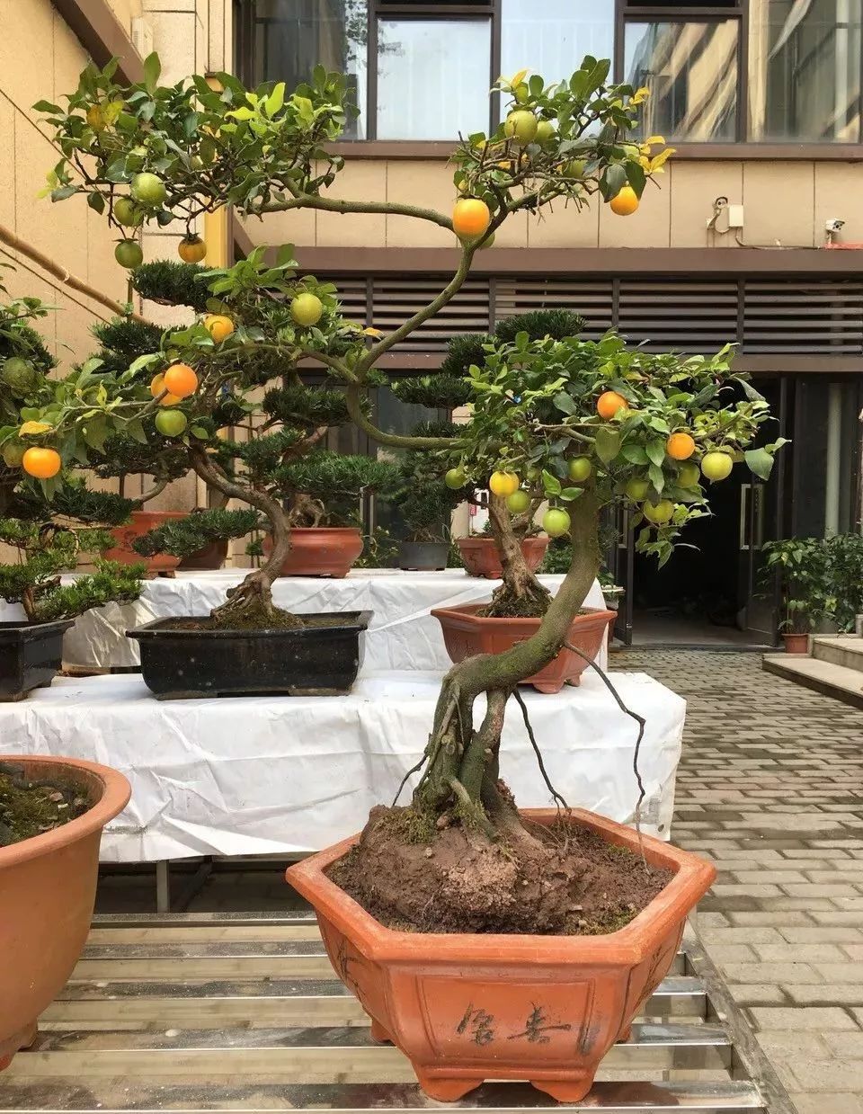 寓意发财好运的花有哪些,六种最旺财吉祥花