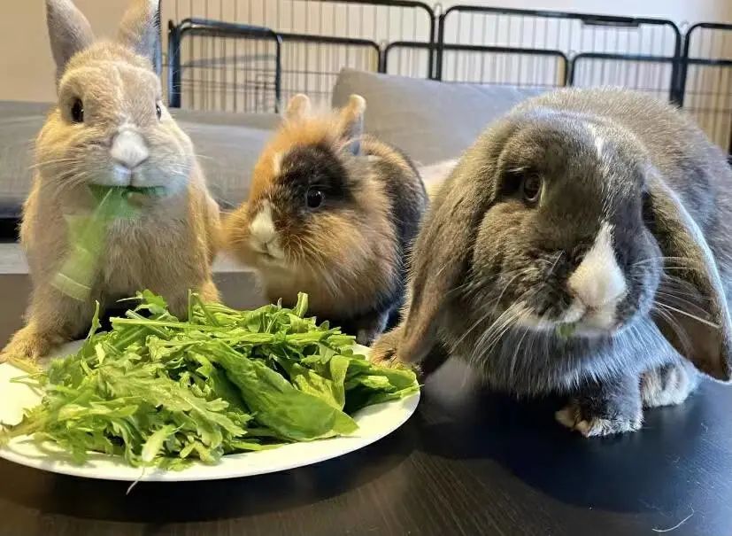 兔年流行养兔？千万别冲动