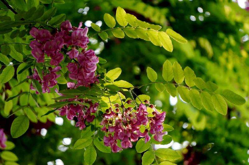 每个月农历十二月的花语,一月的花语