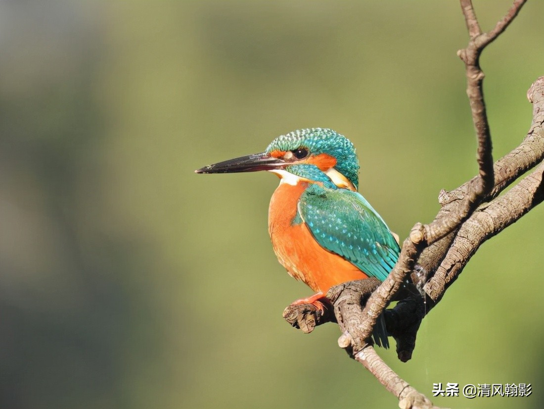 尼康p950拍产品怎么样,拍鸟一定要买大炮筒吗