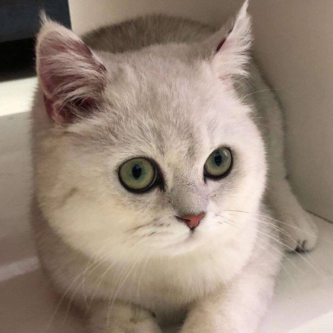 银渐层优势,银渐层战斗力为什么那么高