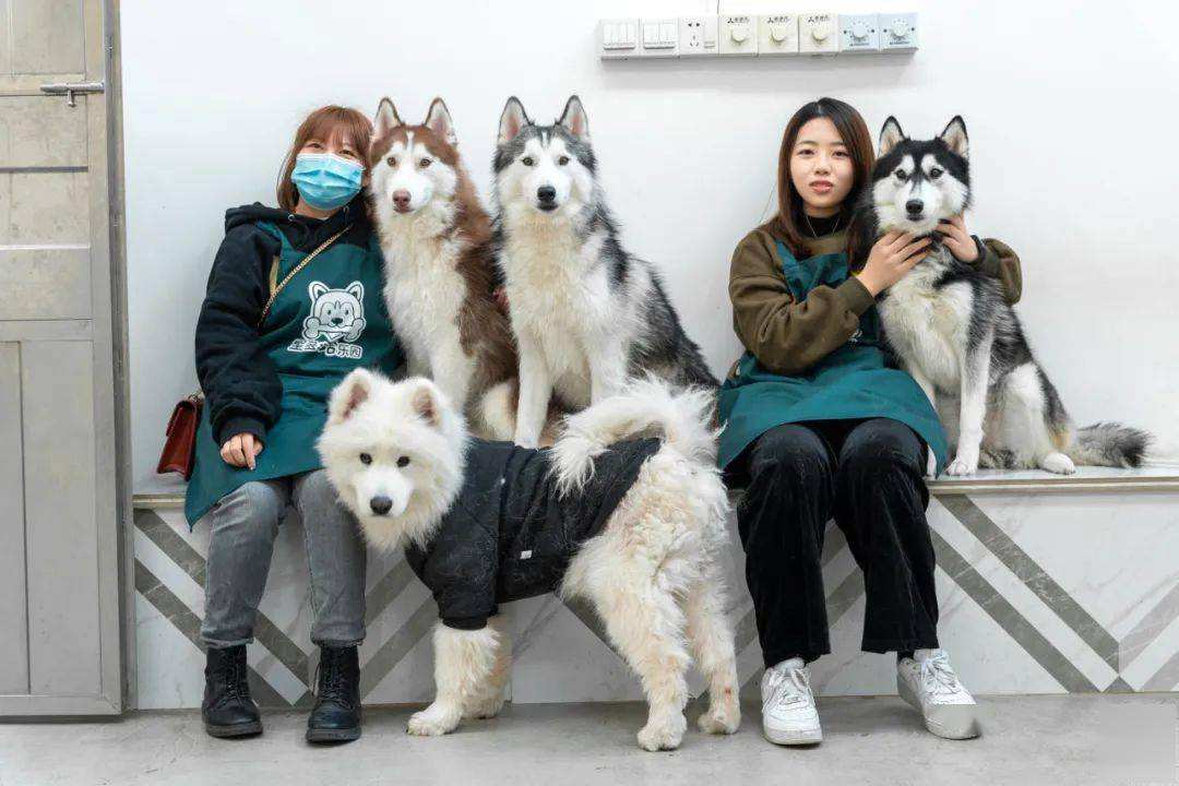 宠物店卖不了的狗去哪了,宠物店卖狗归哪个部门处理