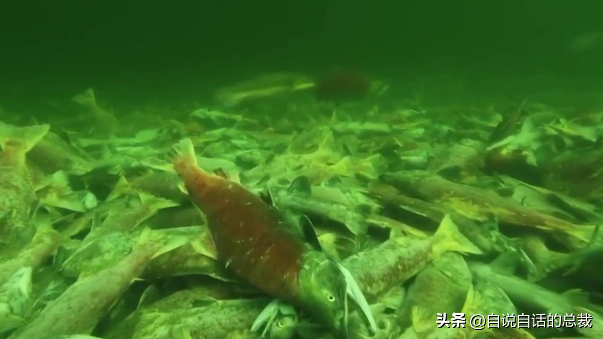 三文鱼水光真假分辨,哪种才是真正的三文鱼