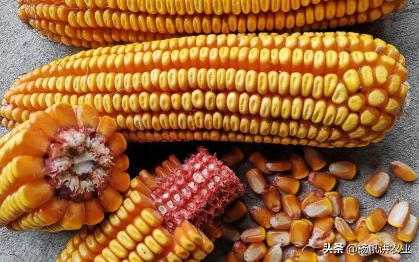 鲁单888玉米种,鲁单510地区高产玉米品种