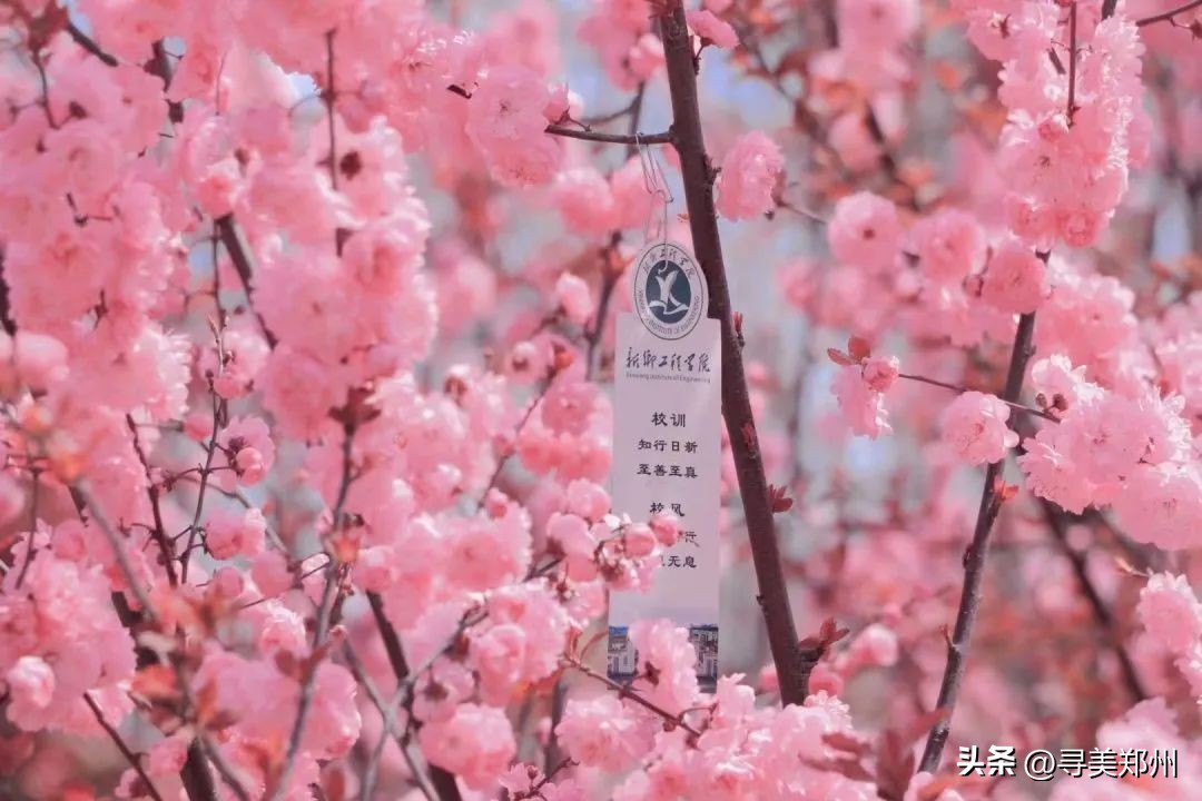 河南科技大学春景,河南科技职业大学校园春景