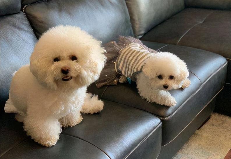 养比熊千万要记住的饲养知识,养比熊的正确方法和注意事项