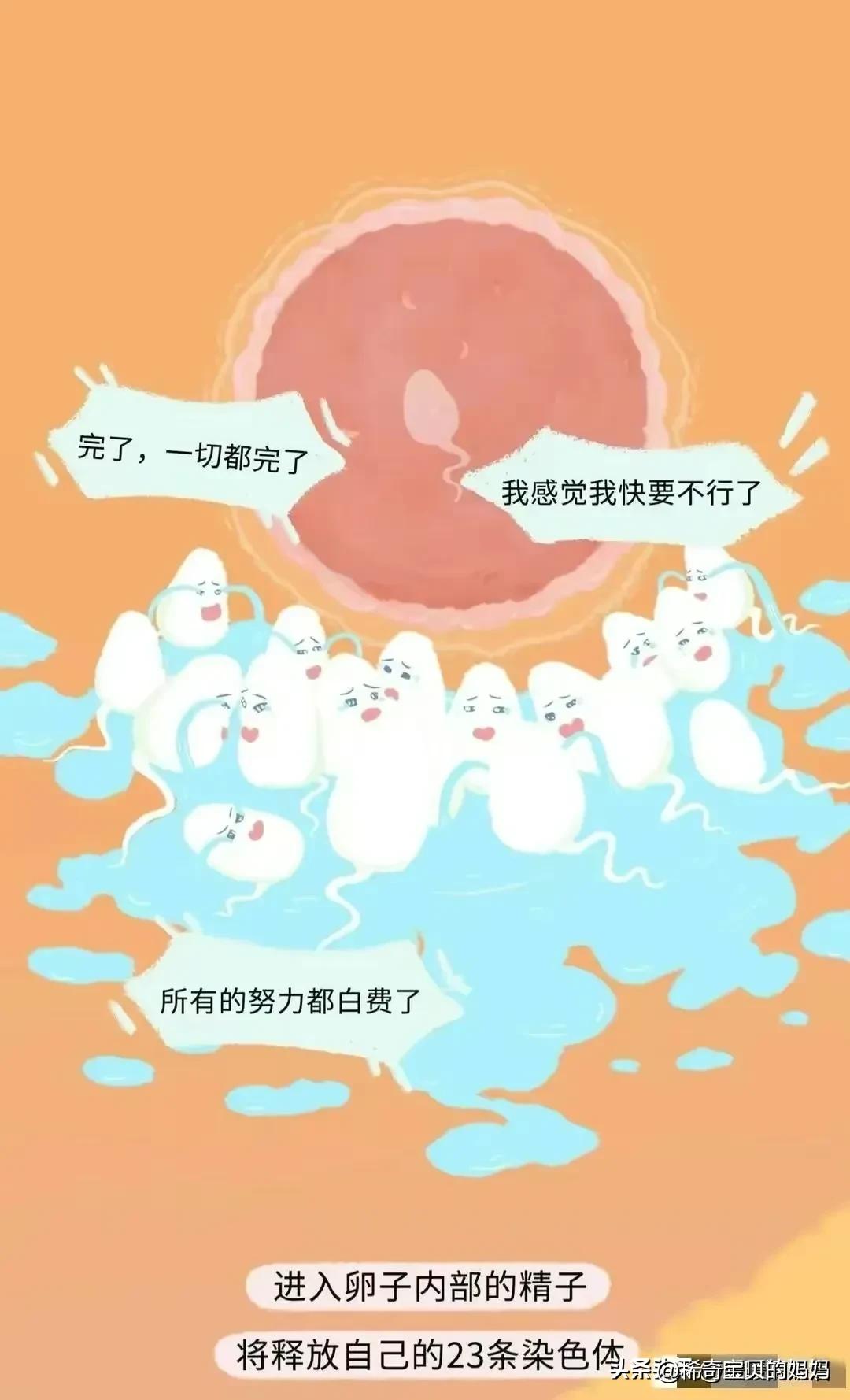 男生的“精子”进入女生体内，会发生怎样的变化？