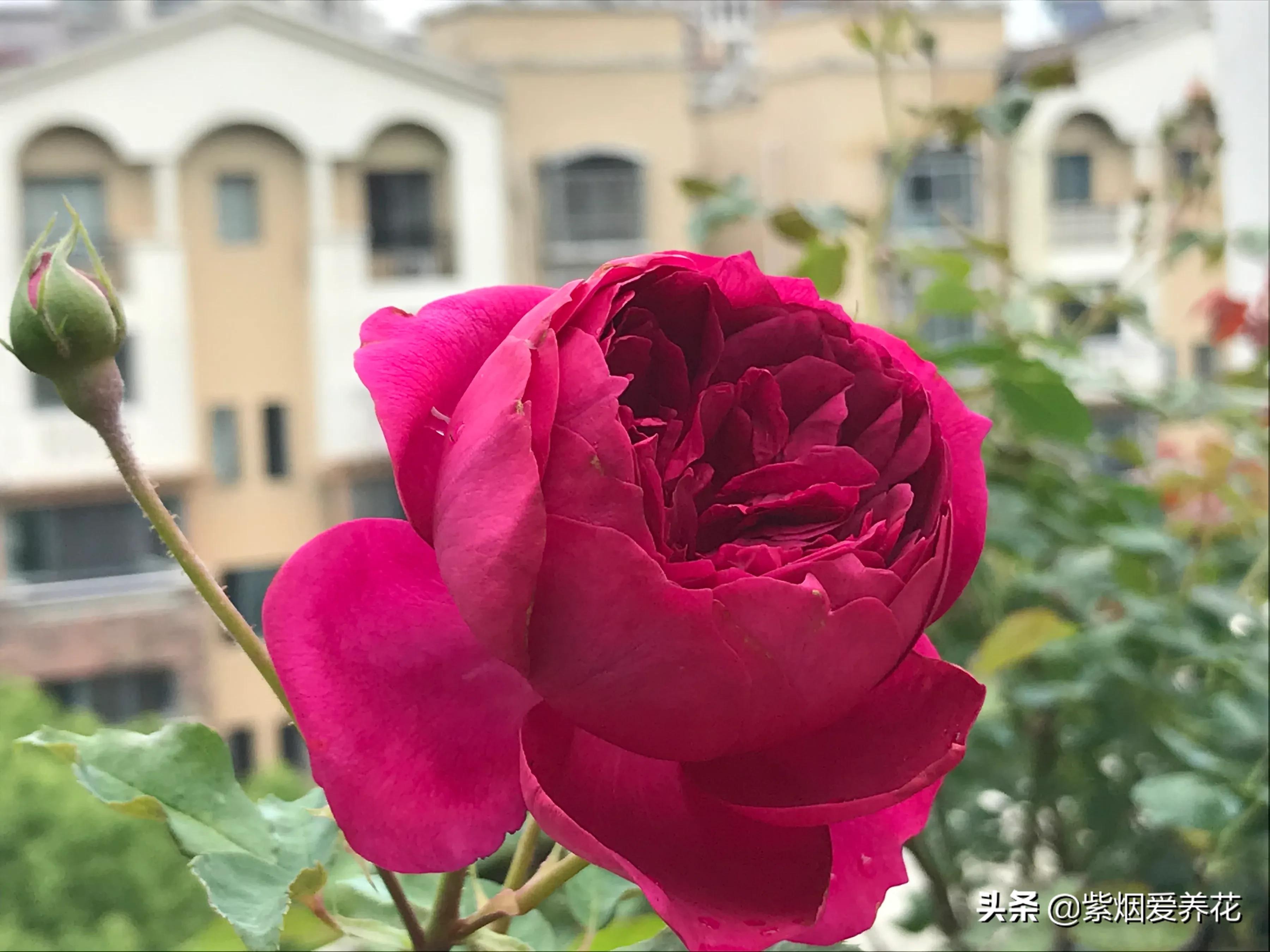 哪些月季仙气十足,又美又香的月季品种