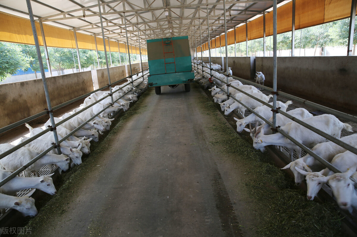 羊身体腐烂长虫怎么处理,羊突然一直转圈简单治疗