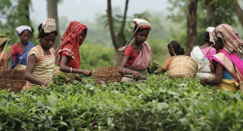 中国为什么要花2个多亿，从印度进口茶叶？印度茶比中国好在哪？