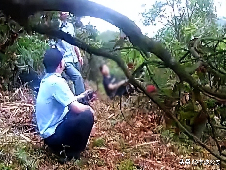 采摘杨梅小贴士,仙居杨梅采摘最佳时间