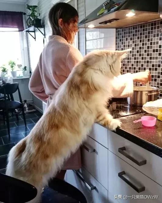 我家的缅因猫长得像老虎,缅因猫为什么像老虎