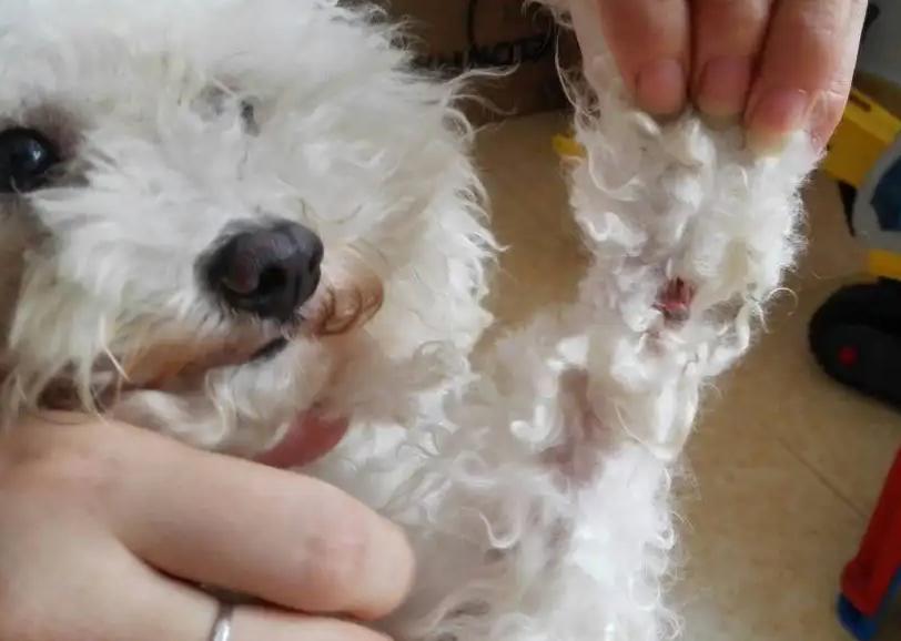 泰迪犬要经常陪着散步吗,带狗狗遛弯它不肯走路