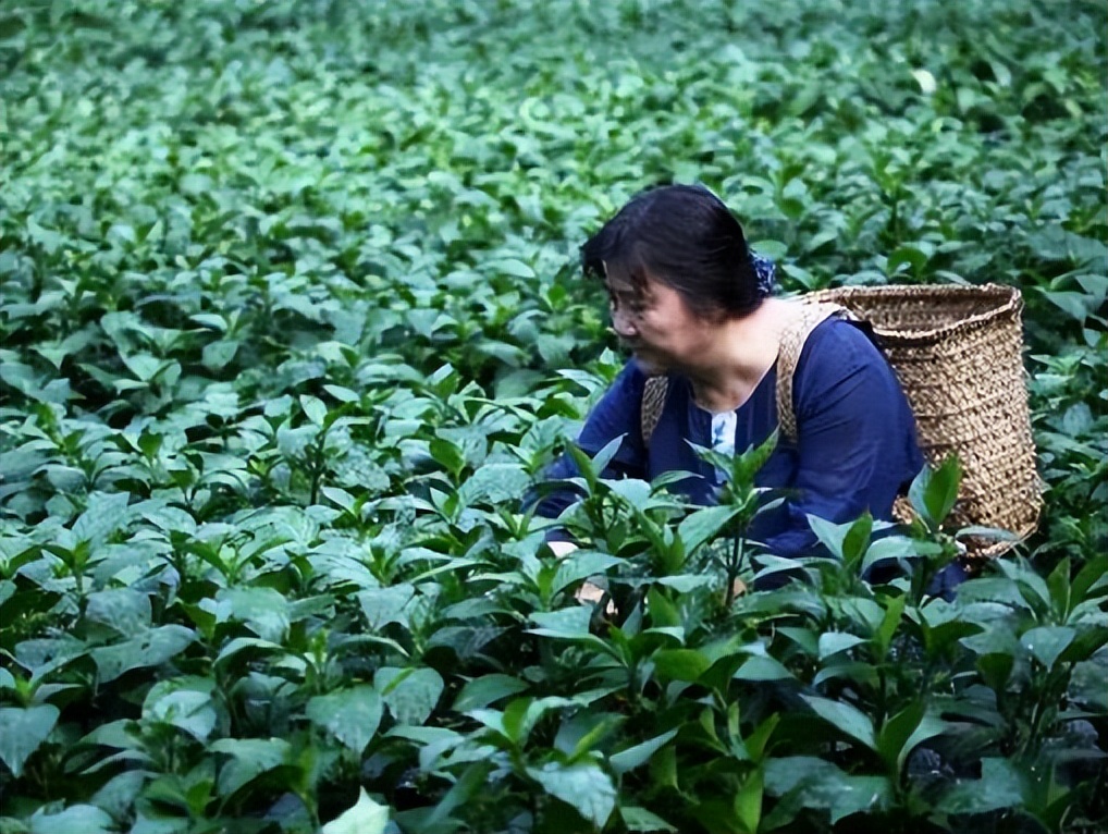 乡村振兴36个案例,中国乡村振兴的前景及产业化解读