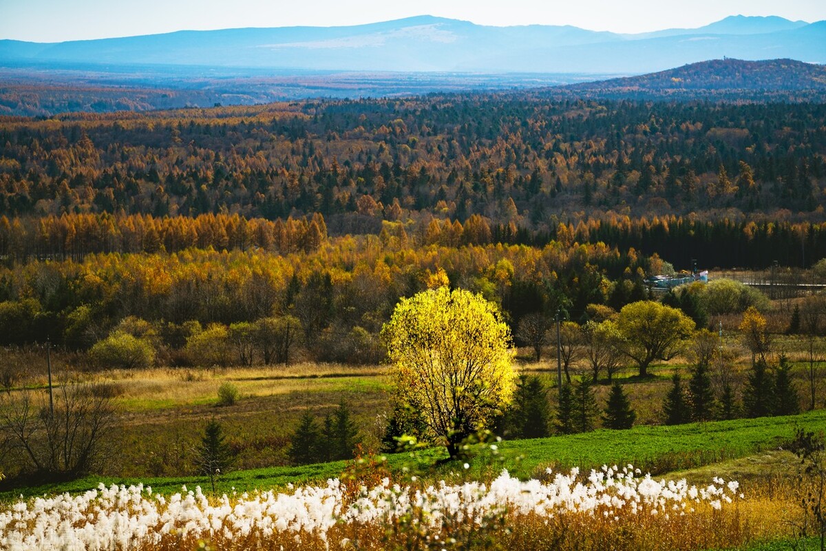 尿频湿热散瘀消肿用什么中成药,尿频半年了中医诊断下焦湿热