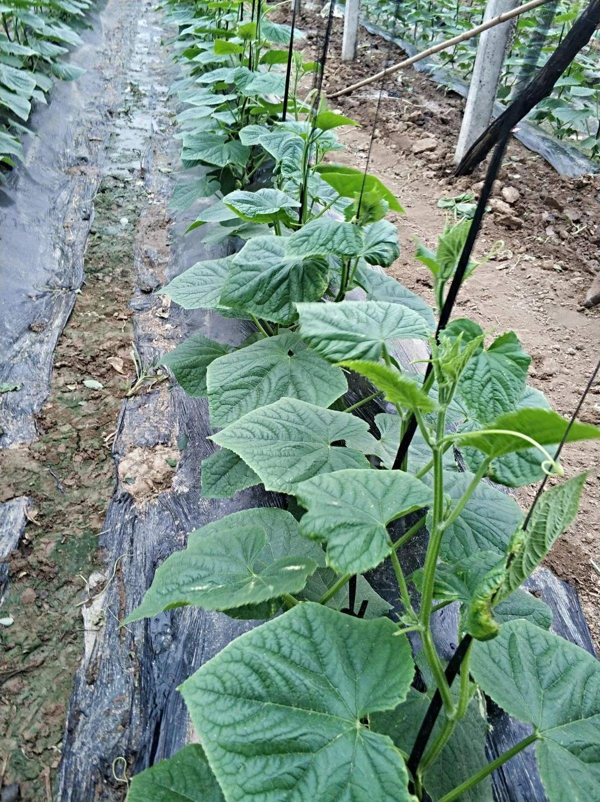 黄瓜怎么光长秧不接瓜呀,黄瓜秧怎么管理才结瓜多