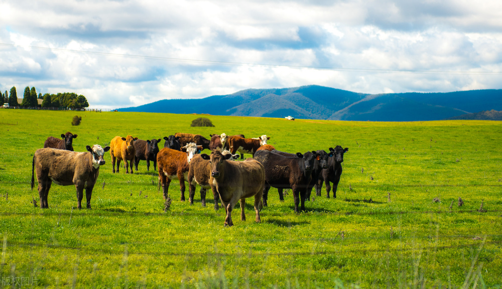 去澳大利亚打工真实现状,澳大利亚研究所真实现状