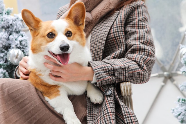 家里养个狗有什么好处,养两只狗狗的好处和坏处