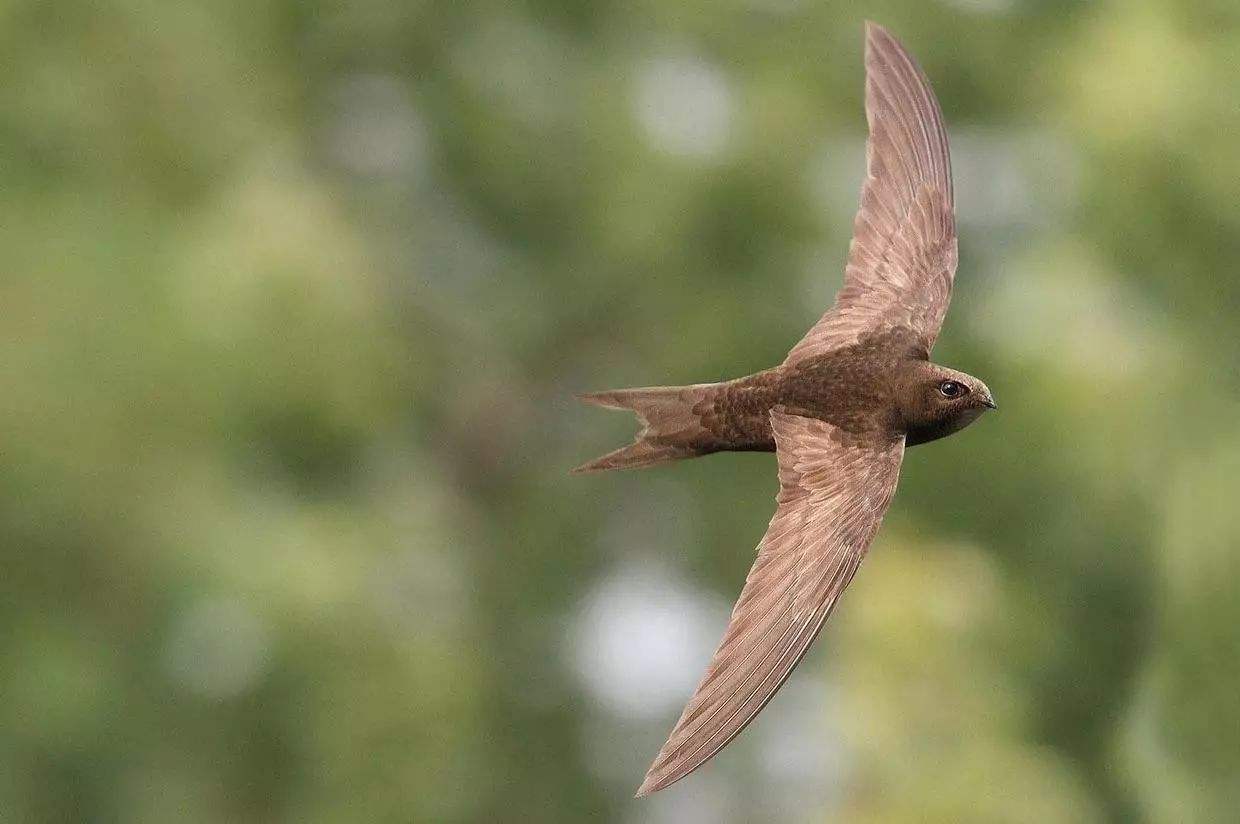 薄翅蜻蜓不足1克重，却能飞行6400公里，打破生命极限值