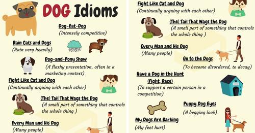 狗狗的英文短文,狗狗的英语口诀