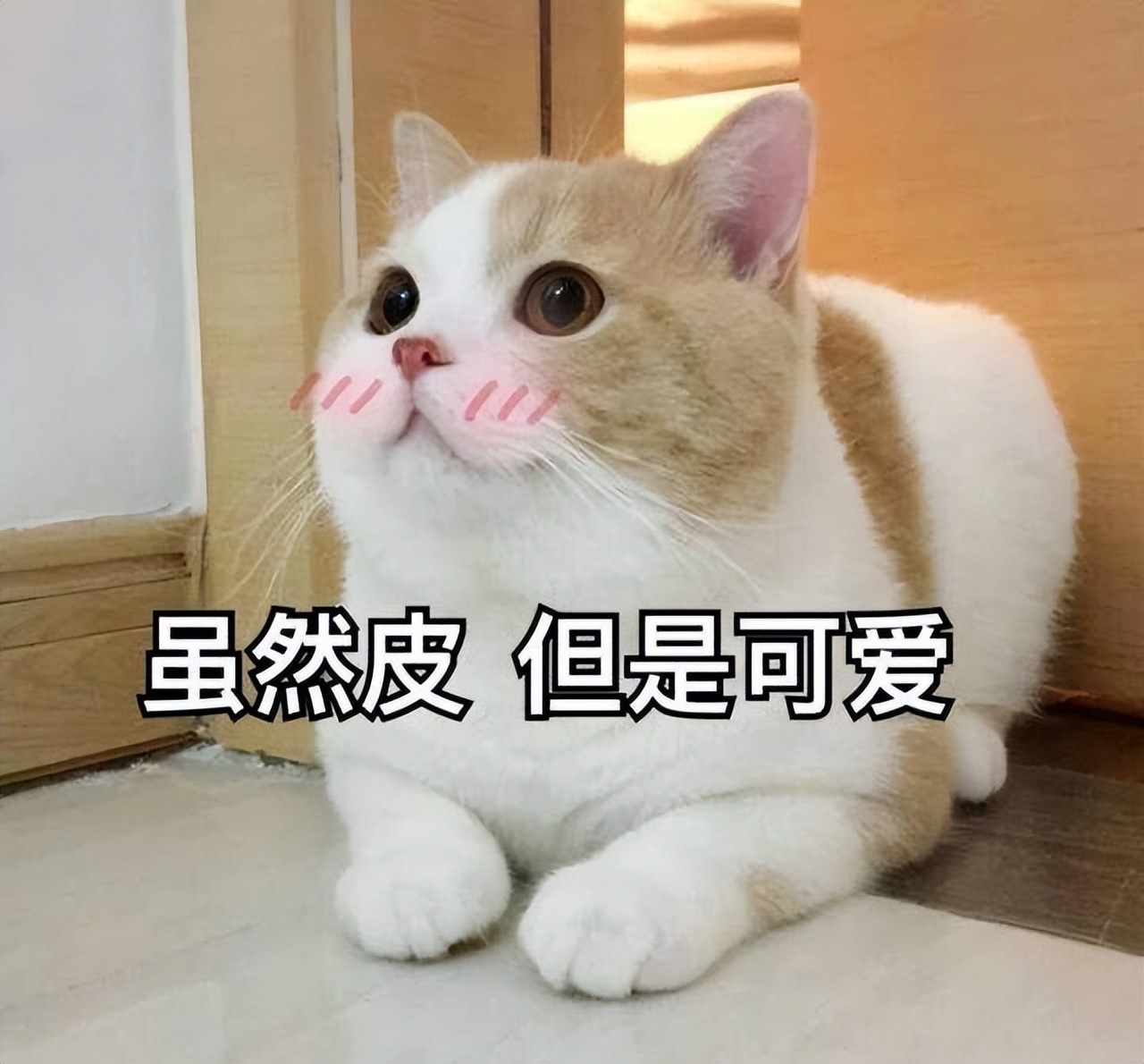 选择猫的五大要点,养猫咪新手入门选什么猫