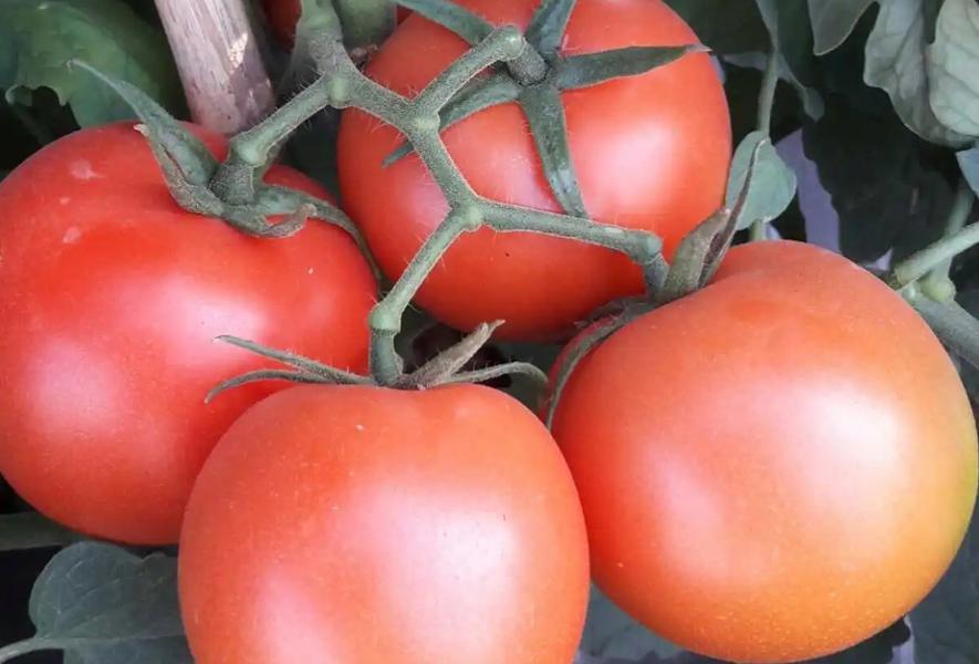 菜园长时间不种如何打理,菜园的蔬菜总是种不好怎么办