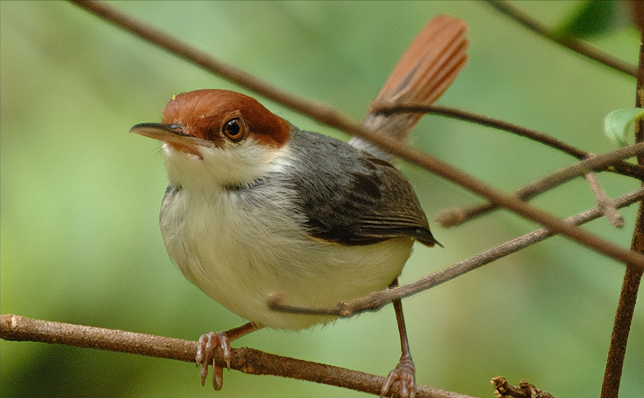 所有鸟图片大全大图,50张最佳鸟类摄影作品