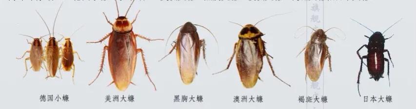 家里小强很多怎么彻底消灭,家里有小强怎么消灭蟑螂