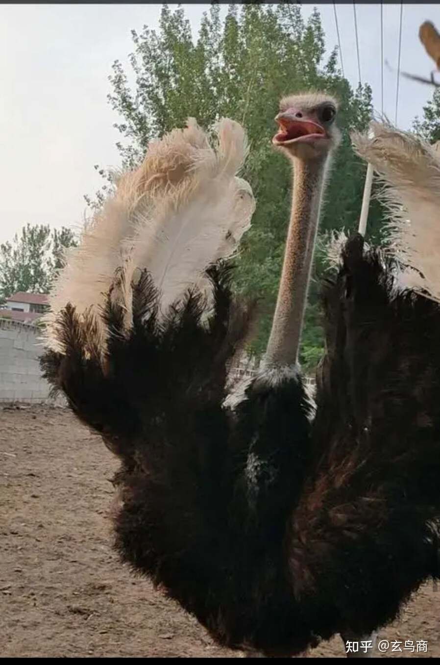 山海经2012白话全译彩图版pdf,山海经海外西经是指哪里