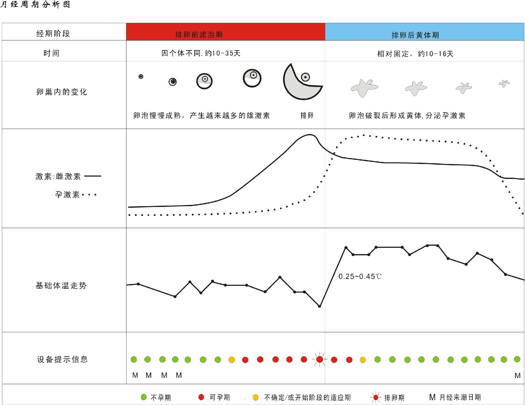 月经之后第多少天是排卵期,月经后的第几天是排卵期
