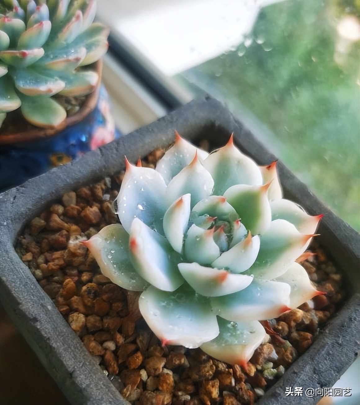 吉娃娃锦和吉娃娃覆轮锦区别,普通的吉娃娃能种出吉娃娃锦吗