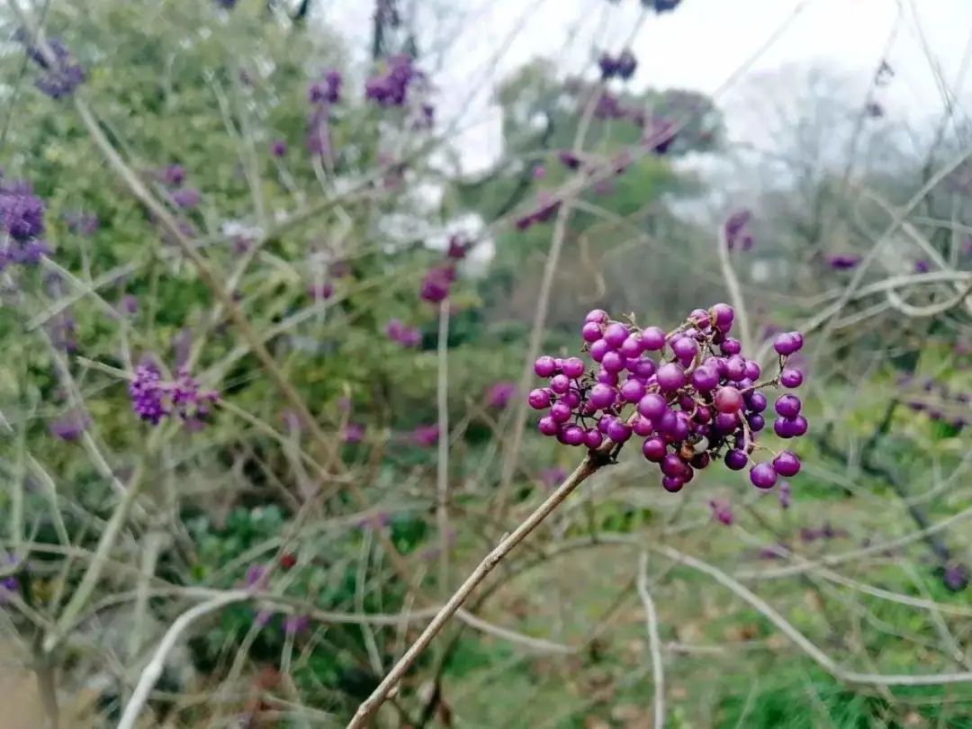 农村常见野生植物你都认识吗,农村常见植物野果