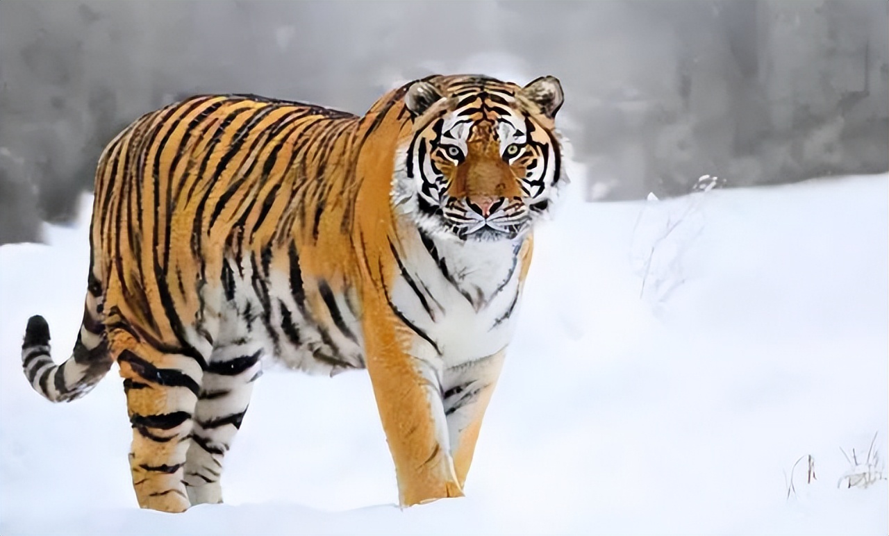 野生东北虎完达山一号始末,近来有完达山一号东北虎消息吗