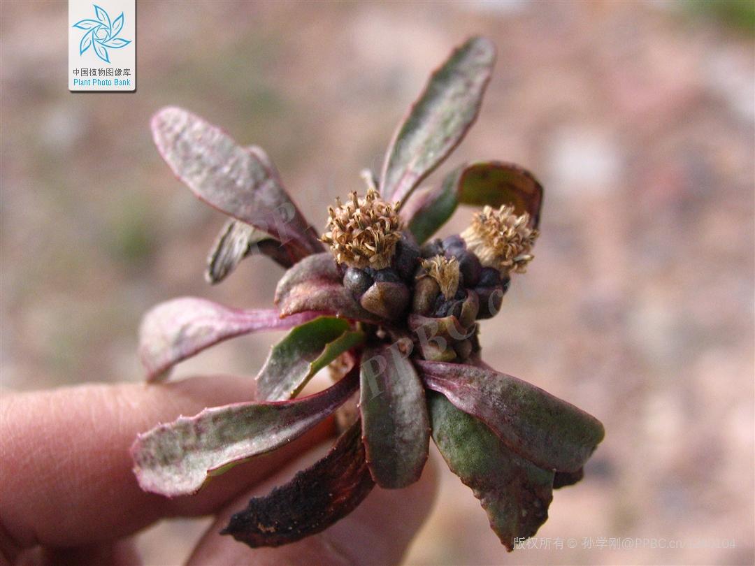 Nice兔meetyou,“属兔”的植物你知道多少?