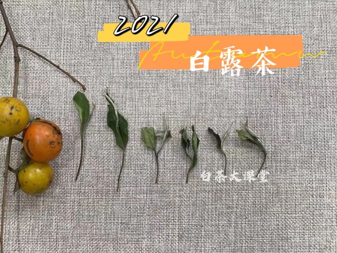 白茶是绿茶为什么叫白茶呢,白茶绿茶红茶青茶是怎么划分的