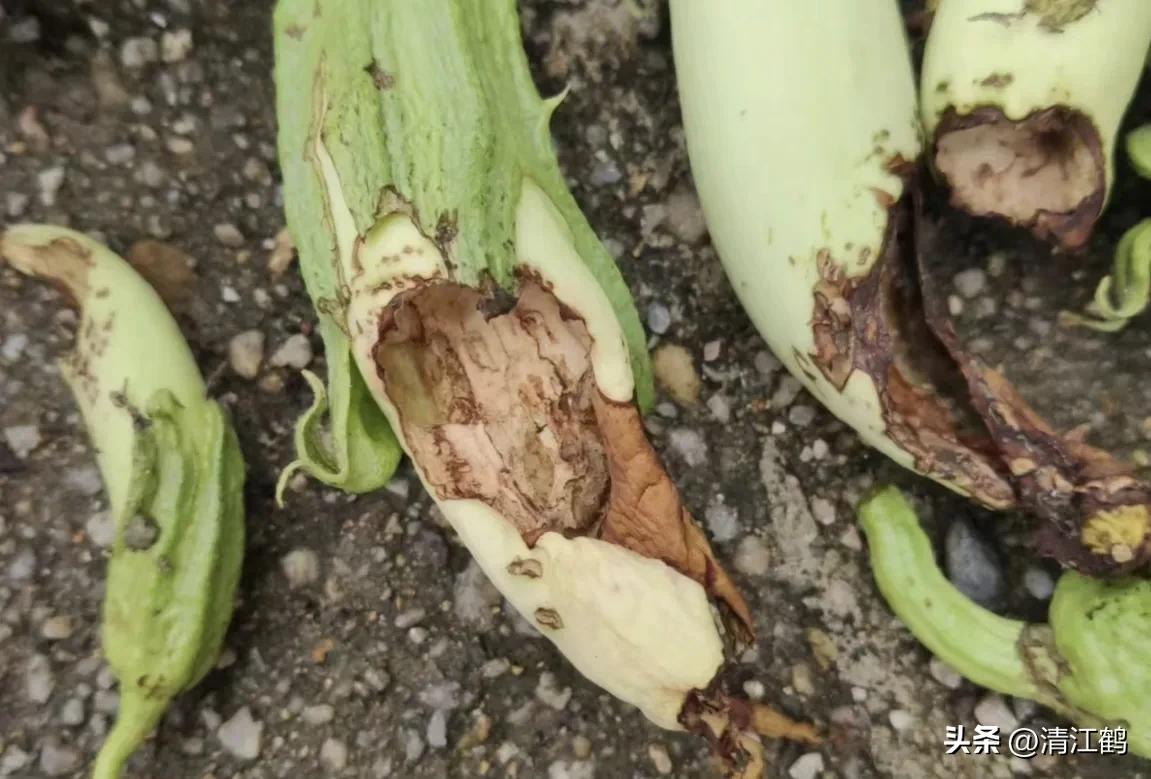 茄子买什么样的好,茄子到底能不能买