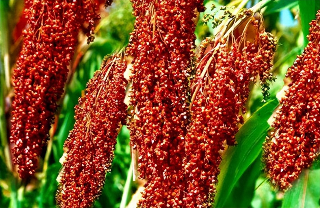 飞天茅台在日本什么价格,飞天茅台53度在日本售价