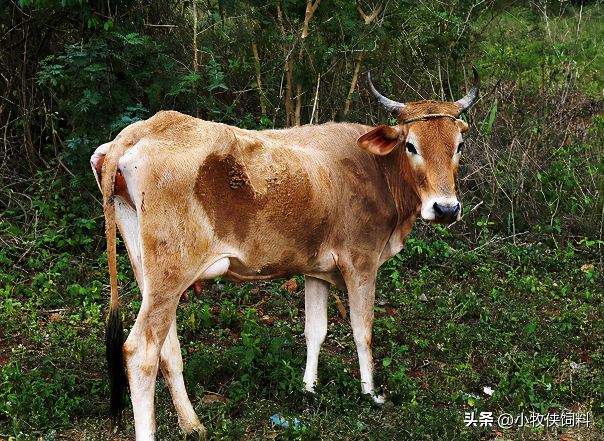 专治僵牛好办法,僵牛类型及治疗方法