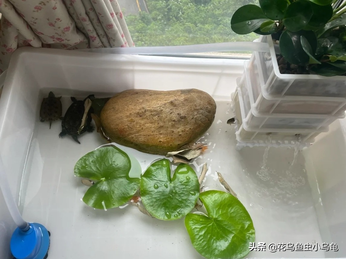 斑点龟饲养环境布置,透明周转箱养龟环境布置