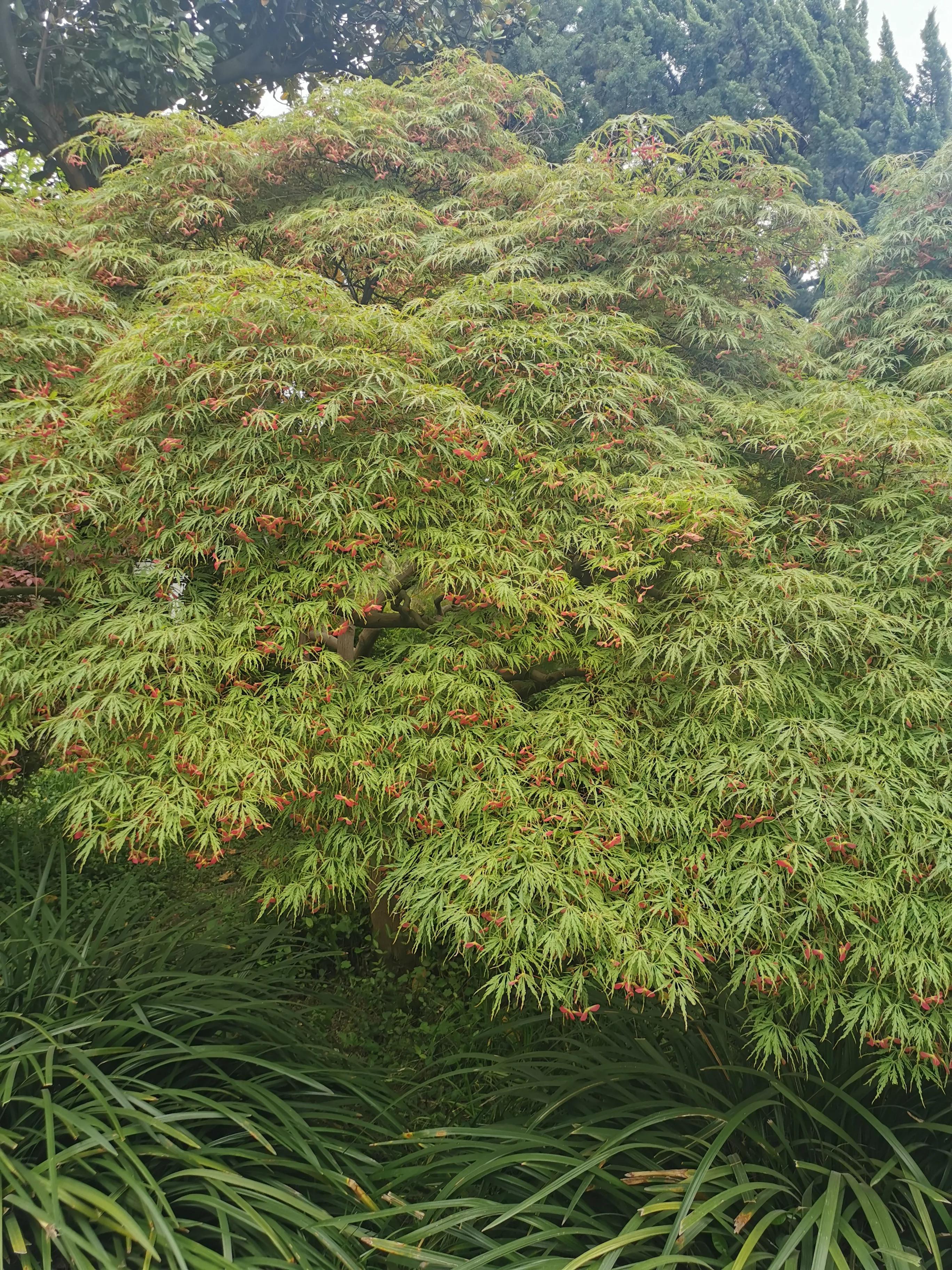 古猗园是上海五大园林之首,上海景区古猗园有哪些景点