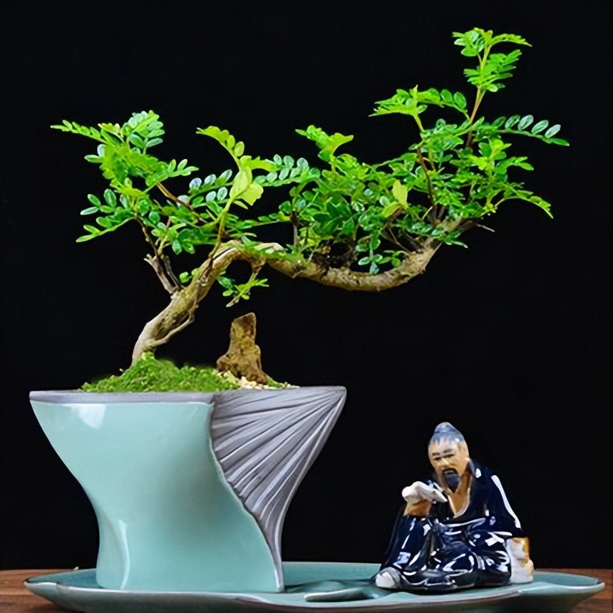 家庭盆景既好养又有观赏价值,各种小盆景大全图片