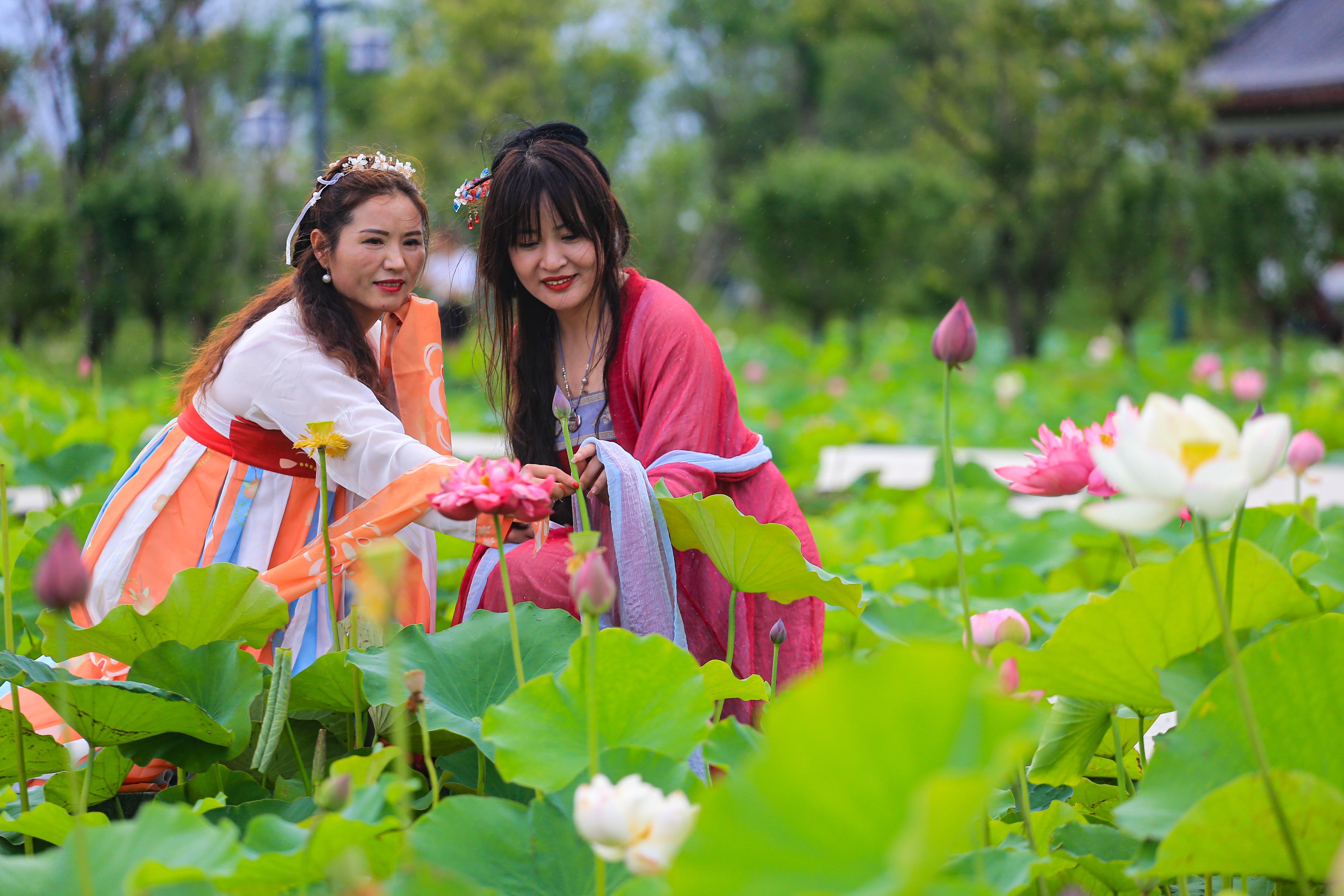 淮阳龙湖荷花何时开,中国淮阳龙湖赏荷花