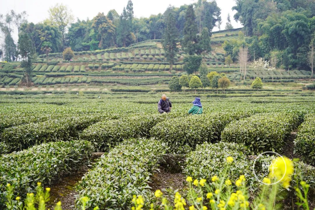 去成都哪里吃牛肉好吃,成都出发4天攻略