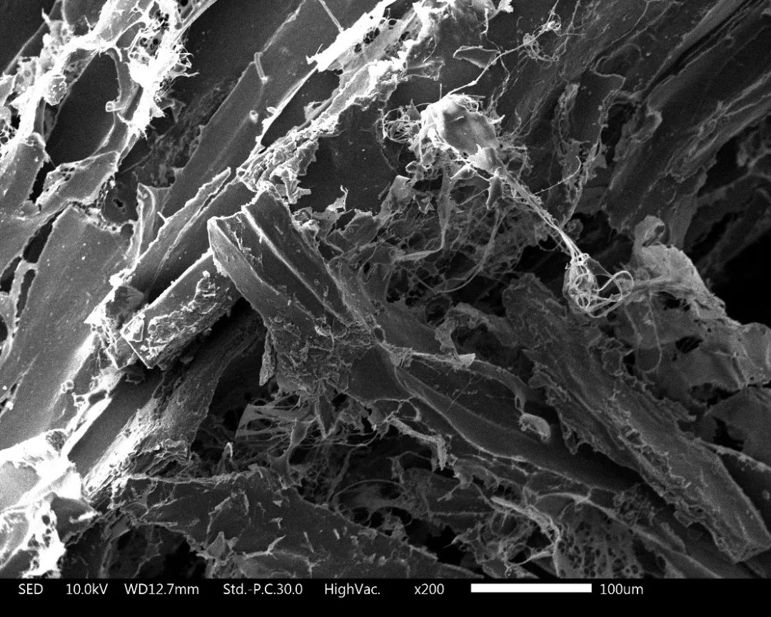 养猫忠告尽量少买华而不实的东西,养猫容易被忽悠买的东西