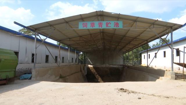 乡村振兴肉牛养殖项目,发展肉牛养殖助力乡村振兴