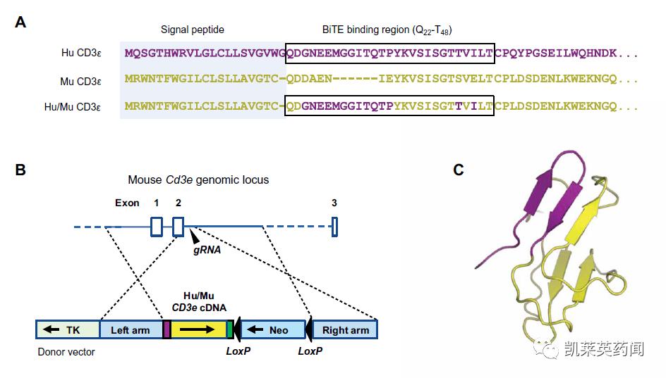 阿斯利康收购TeneoTwo及T细胞衔接器TNB-486，加强血液肿瘤管道
