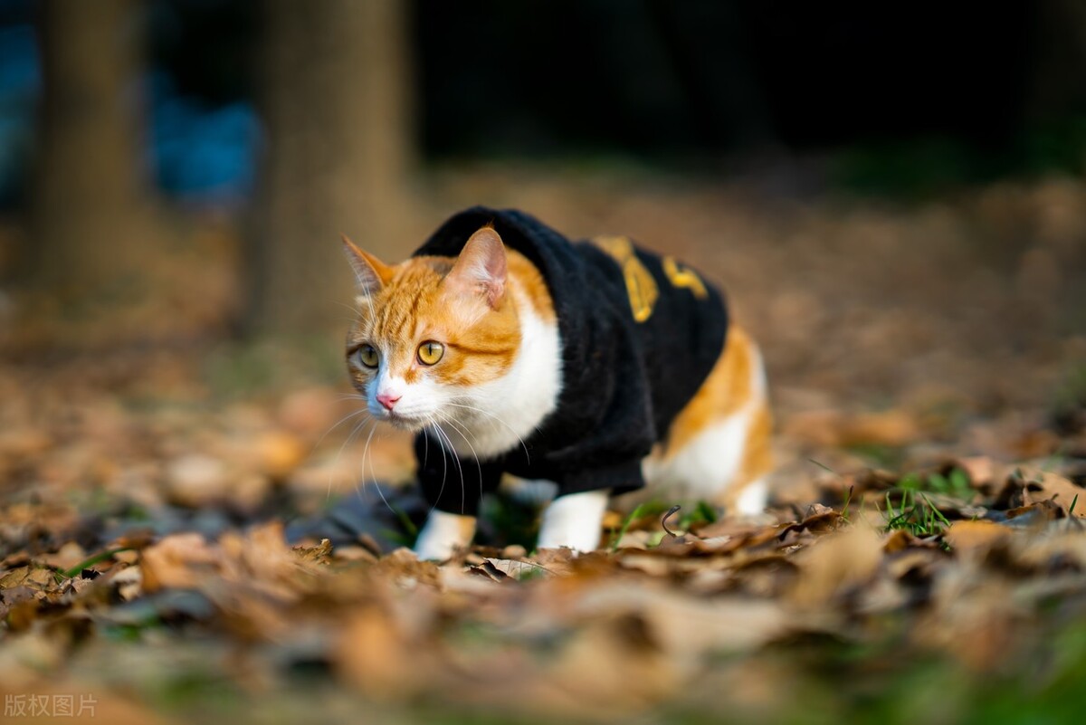 上海话海派方言视频,上海方言土话大全集