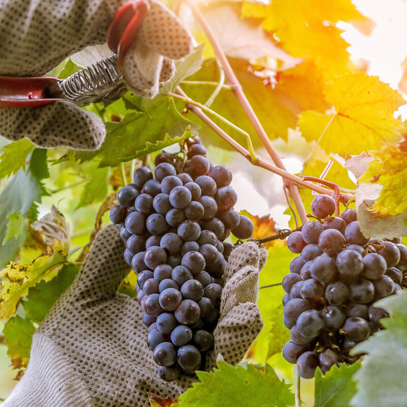 一瓶82年拉菲2分钱,一瓶82年的拉菲一共消费32万